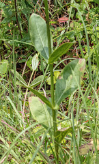 Physostegia digitalis