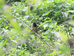 Pipilo maculatus macronyx