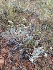 Eriogonum pauciflorum