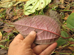 Alchornea