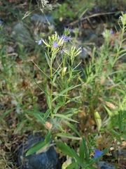 Palmerella debilis serrata