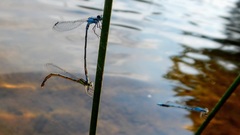 Enallagma exsulans