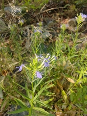 Palmerella debilis serrata