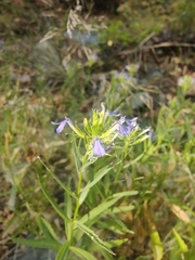 Palmerella debilis serrata