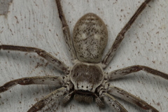 Isopedella conspersa