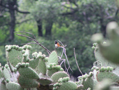 Pipilo maculatus macronyx