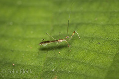 Bactrodes biannulatus