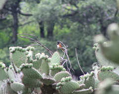 Pipilo maculatus macronyx