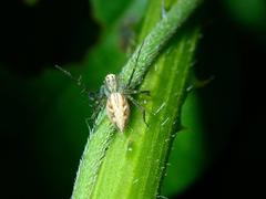 Oxyopes sertatoides