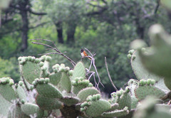 Pipilo maculatus macronyx