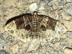 Gandaritis atricolorata