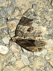 Gandaritis atricolorata