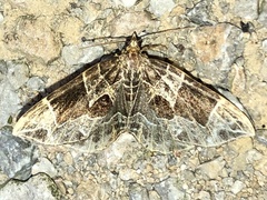 Gandaritis atricolorata