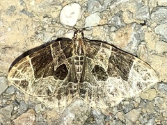 Gandaritis atricolorata