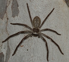 Isopedella conspersa