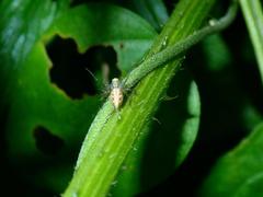 Oxyopes sertatoides
