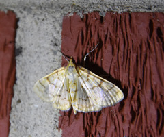 Polygrammodes flavidalis