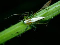 Oxyopes lineatipes
