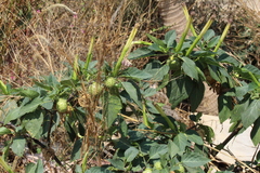 Datura metel