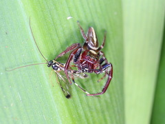 Opisthoncus mordax