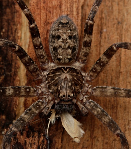 Spiders of the Northern Territory · iNaturalist