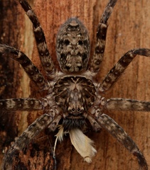 Heteropoda renibulbis