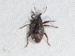 Conotrachelus geminatus