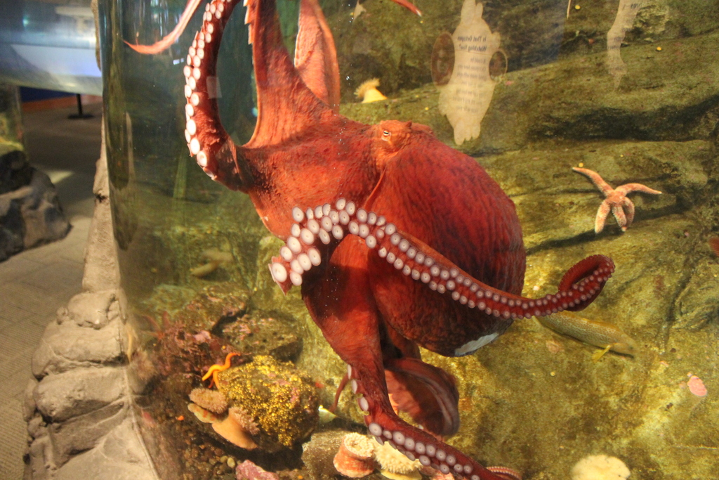 Typical Octopuses, Giant Octopuses, and Allies