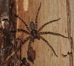 Heteropoda renibulbis