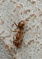 Iridomyrmex pallidus