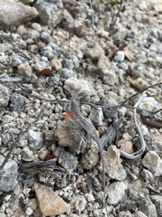 Anolis cooki