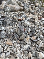 Anolis cooki