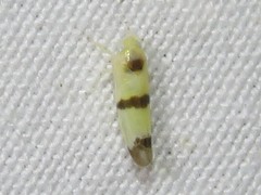 Empoa gillettei