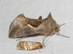 Anagrapha