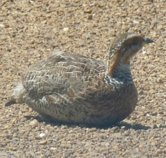 Scleroptila levaillantii