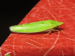 Draeculacephala robinsoni