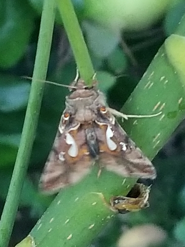 photo of Bilobed Looper Moth (Megalographa biloba)