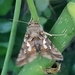 photo of Bilobed Looper Moth (Megalographa biloba)