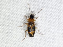 Badister neopulchellus
