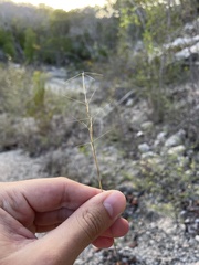 Aristida calcicola