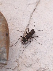 Neocicindela tuberculata