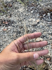 Aristida calcicola