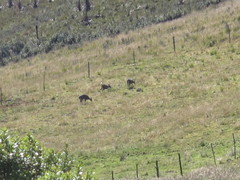 Odocoileus virginianus ustus