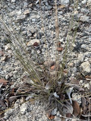 Aristida calcicola