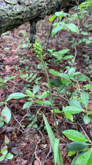 Platanthera clavellata