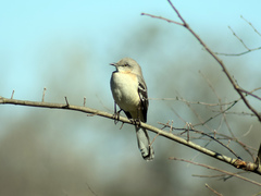Mimus polyglottos