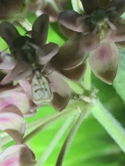 Parapoynx obscuralis