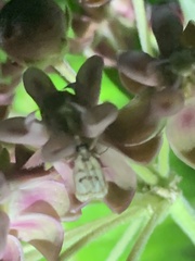 Parapoynx obscuralis