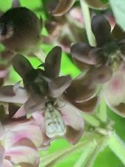 Parapoynx obscuralis