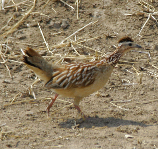 Striated Francolins